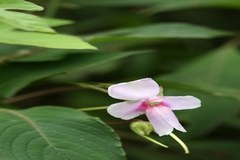 Impatiens fruticosa